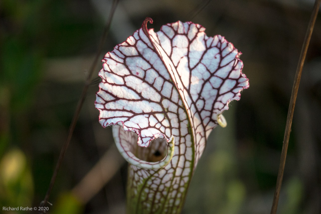 White-Top Pitcher Plant