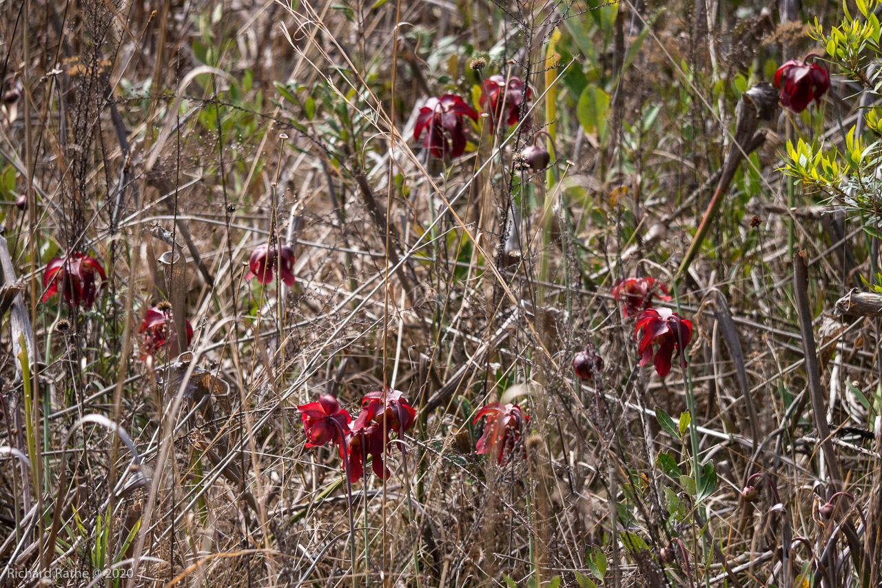 White-Top Pitcher Plant