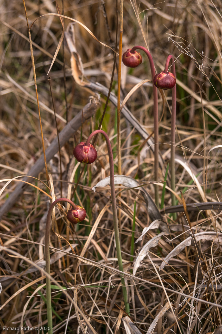 White-Top Pitcher Plant