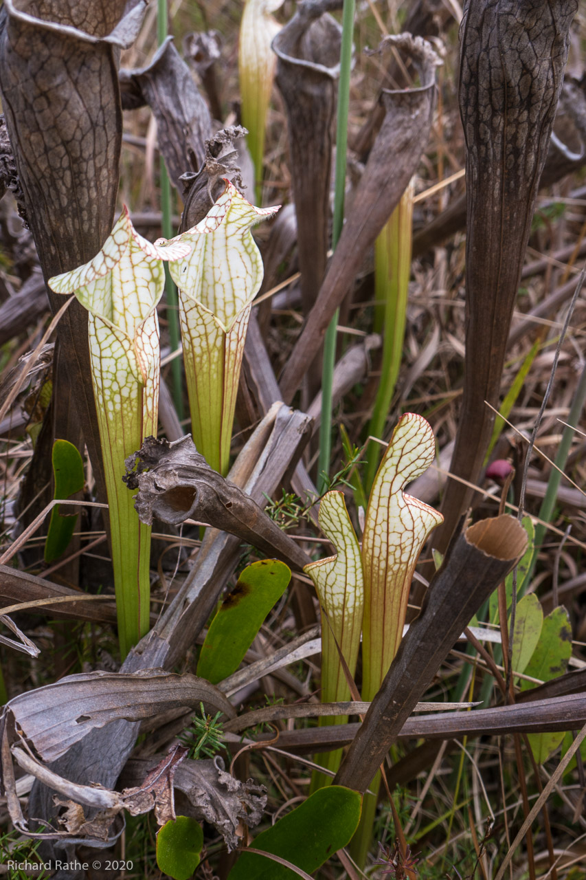 White-Top Pitcher Plant