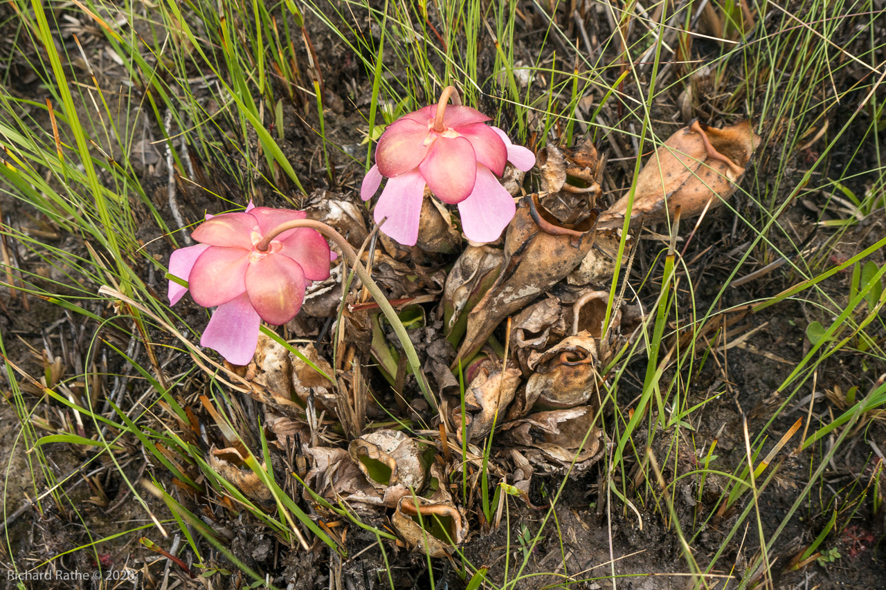 Purple Flower Pitcher Plant