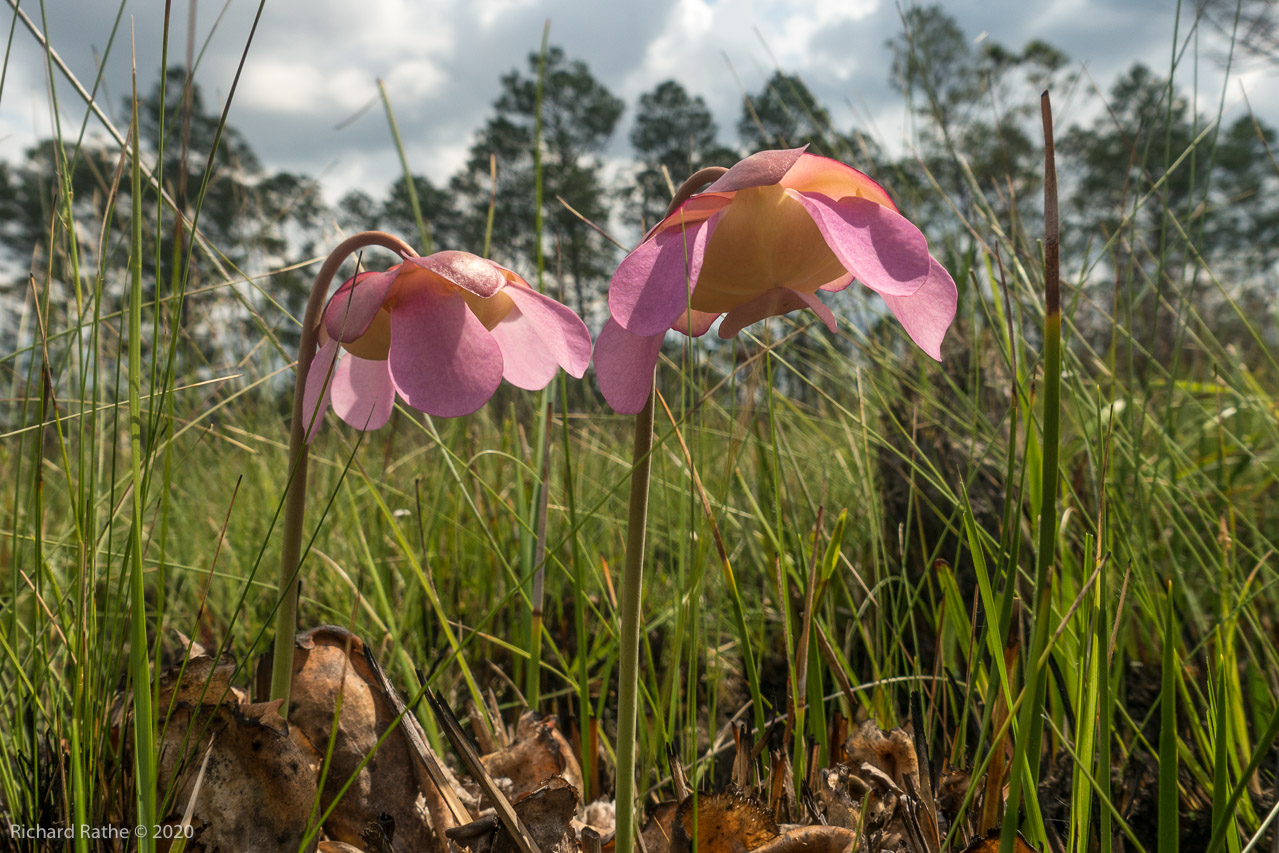 Purple Flower Pitcher Plant