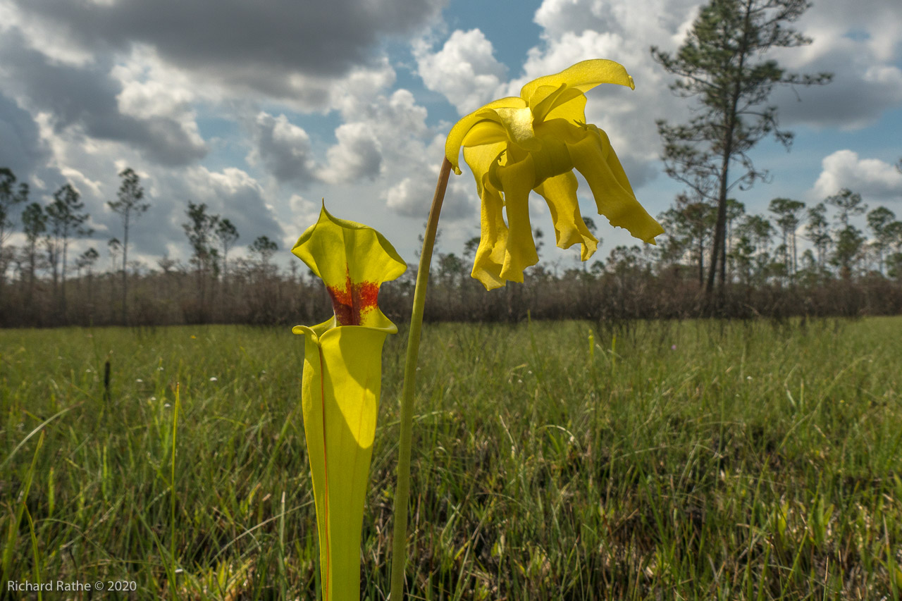 Trumpet-Leaf Pitcher Plant