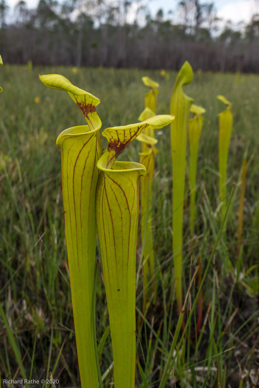 Trumpet-Leaf Pitcher Plant