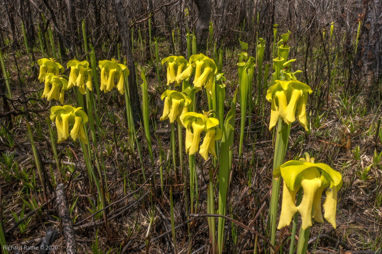 Trumpet-Leaf Pitcher Plant