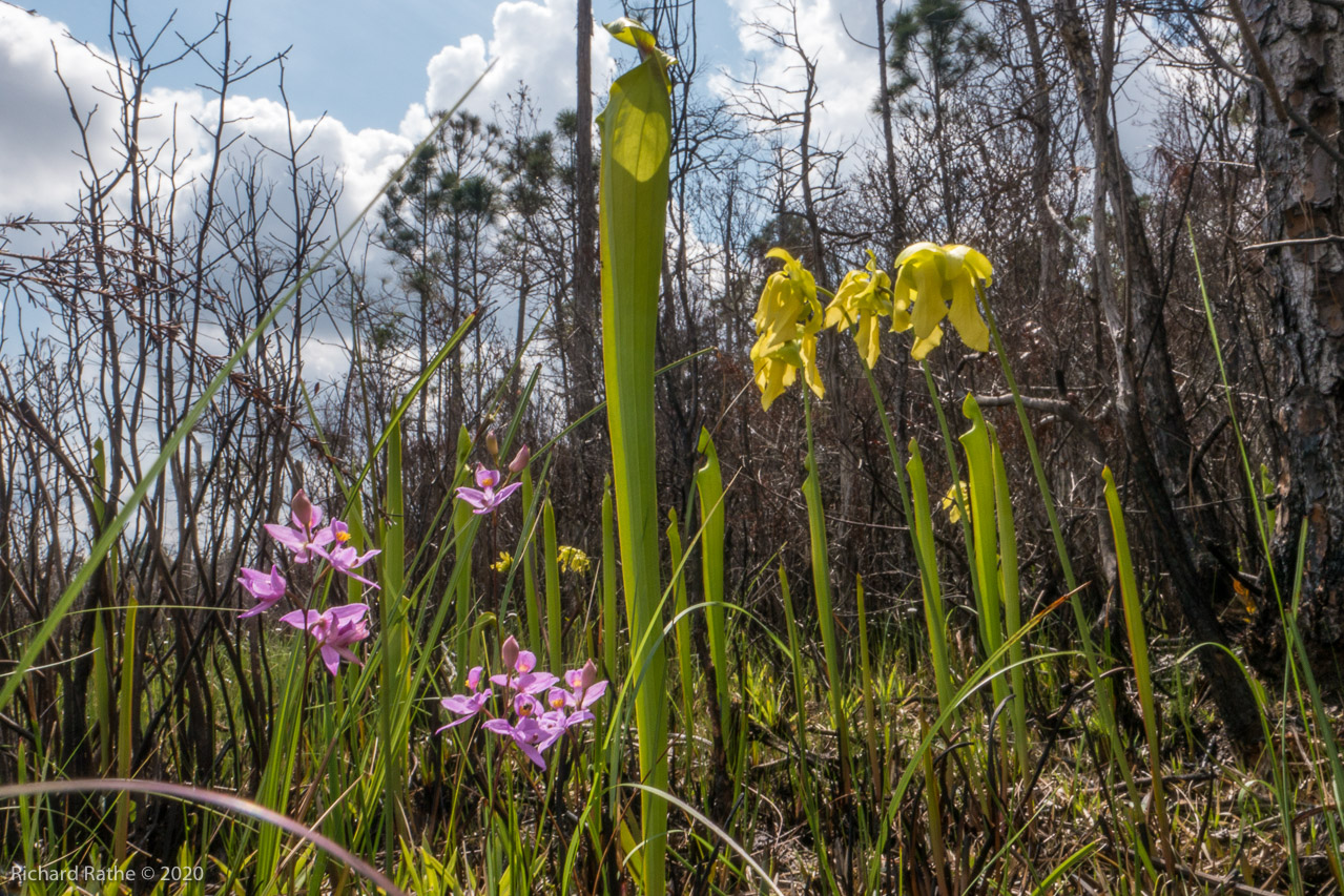 Trumpet-Leaf Pitcher Plant, Grass Pink Orchid