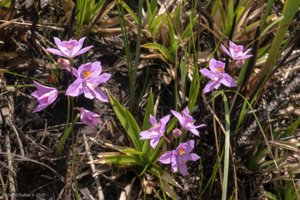 Grass Pink Orchid