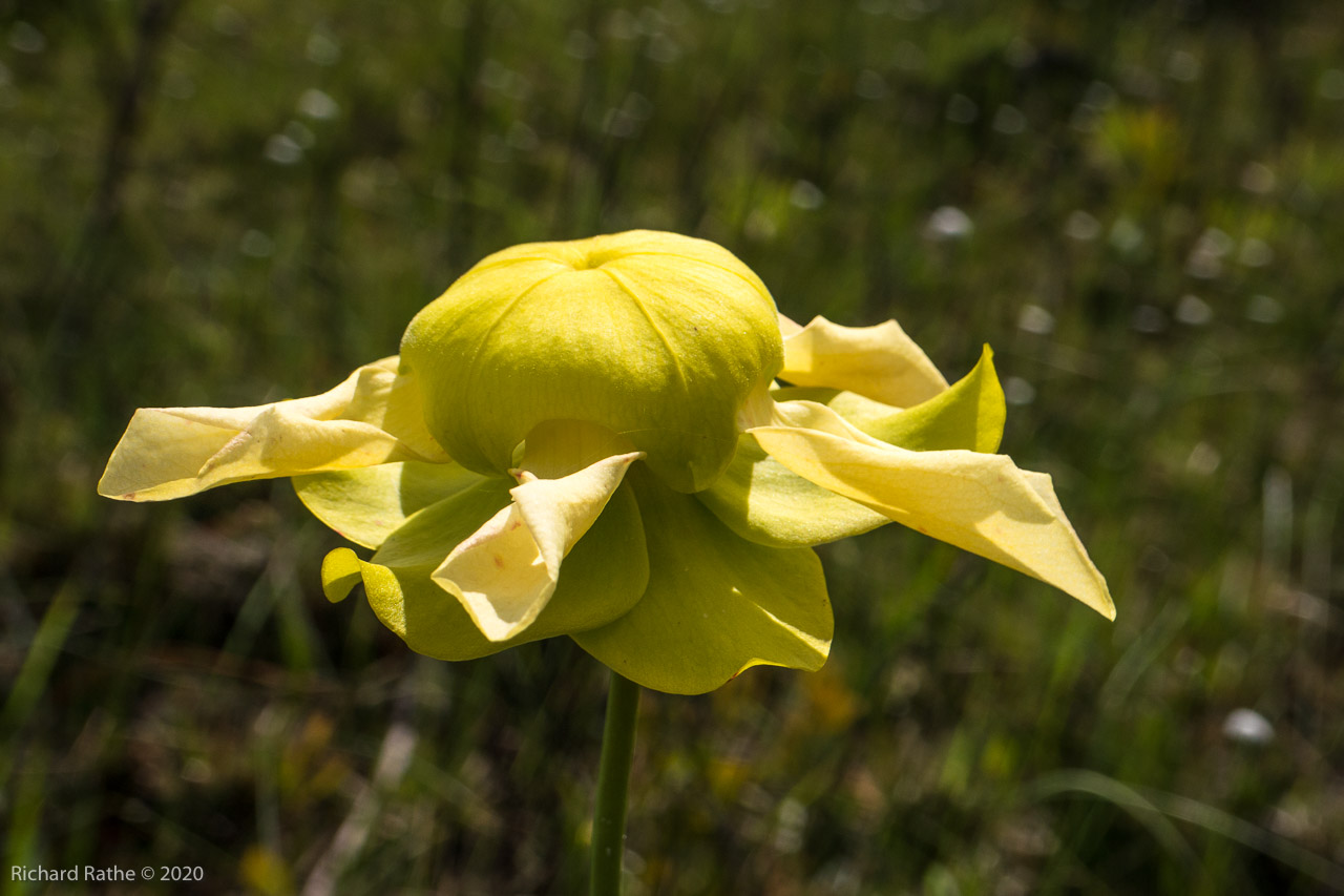 Trumpet-Leaf Pitcher Plant