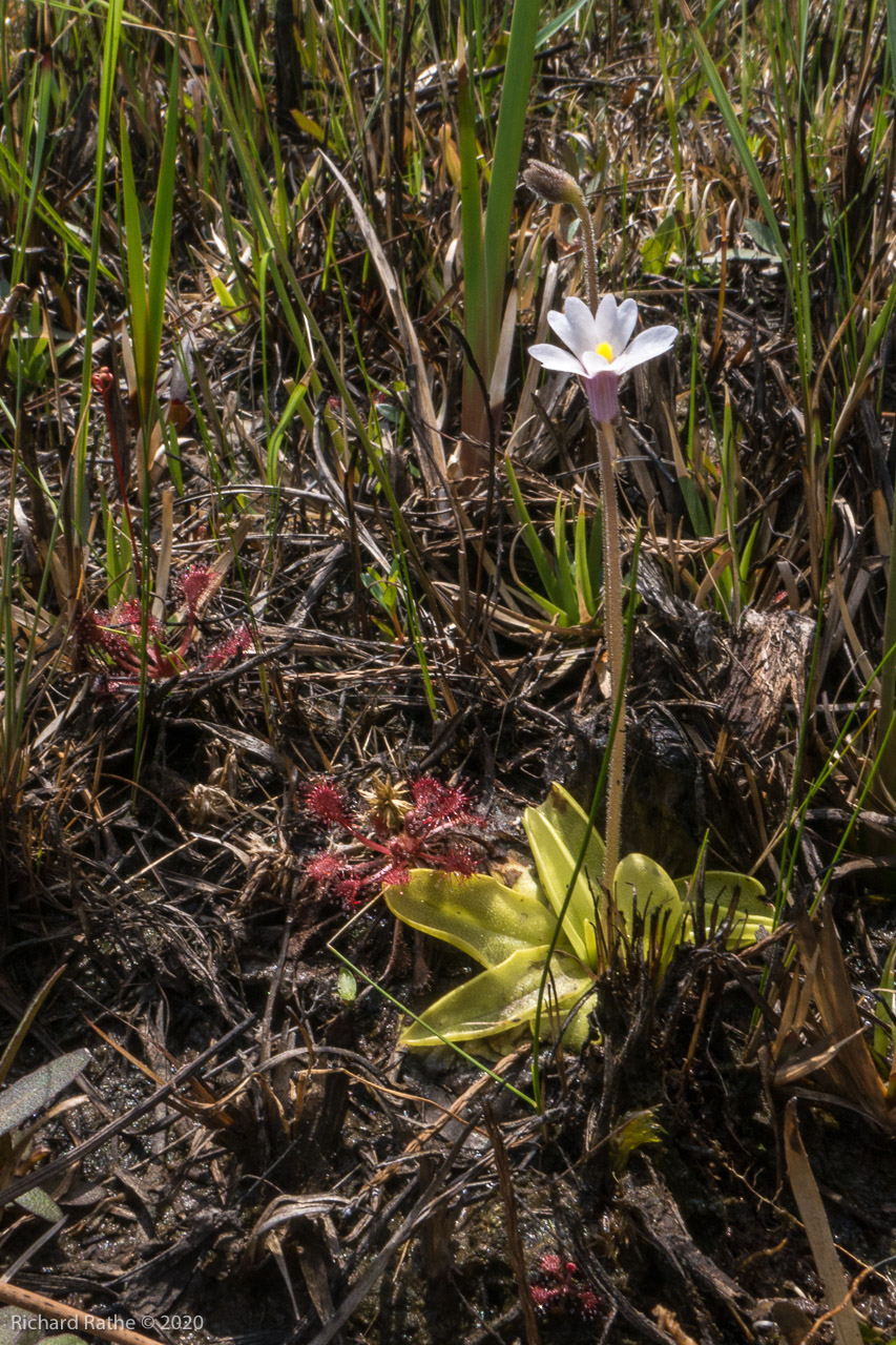 Butterwort, Sundew