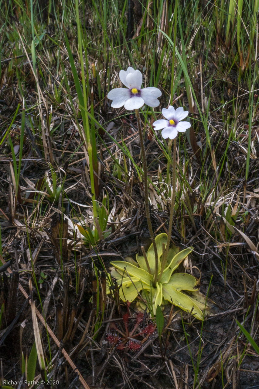 Godfrey's Butterwort (Pinguicula ionantha)