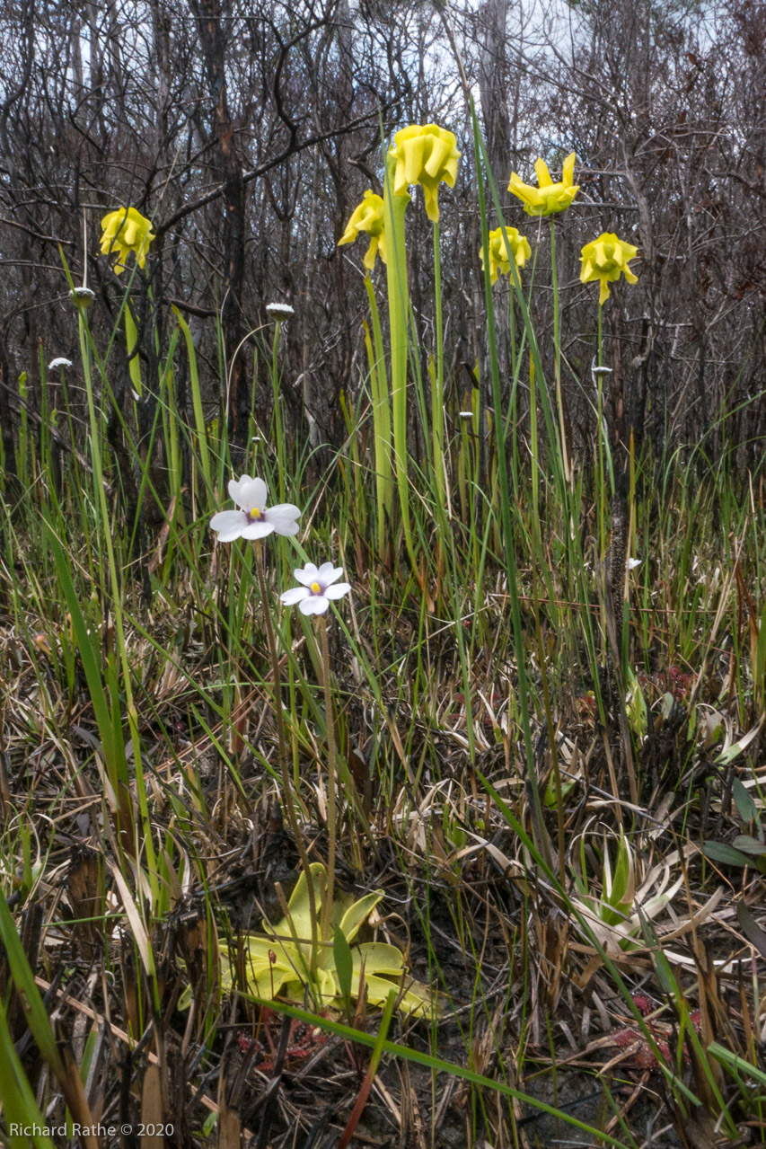 Butterwort, Trumpet-Leaf Pitcher Plant