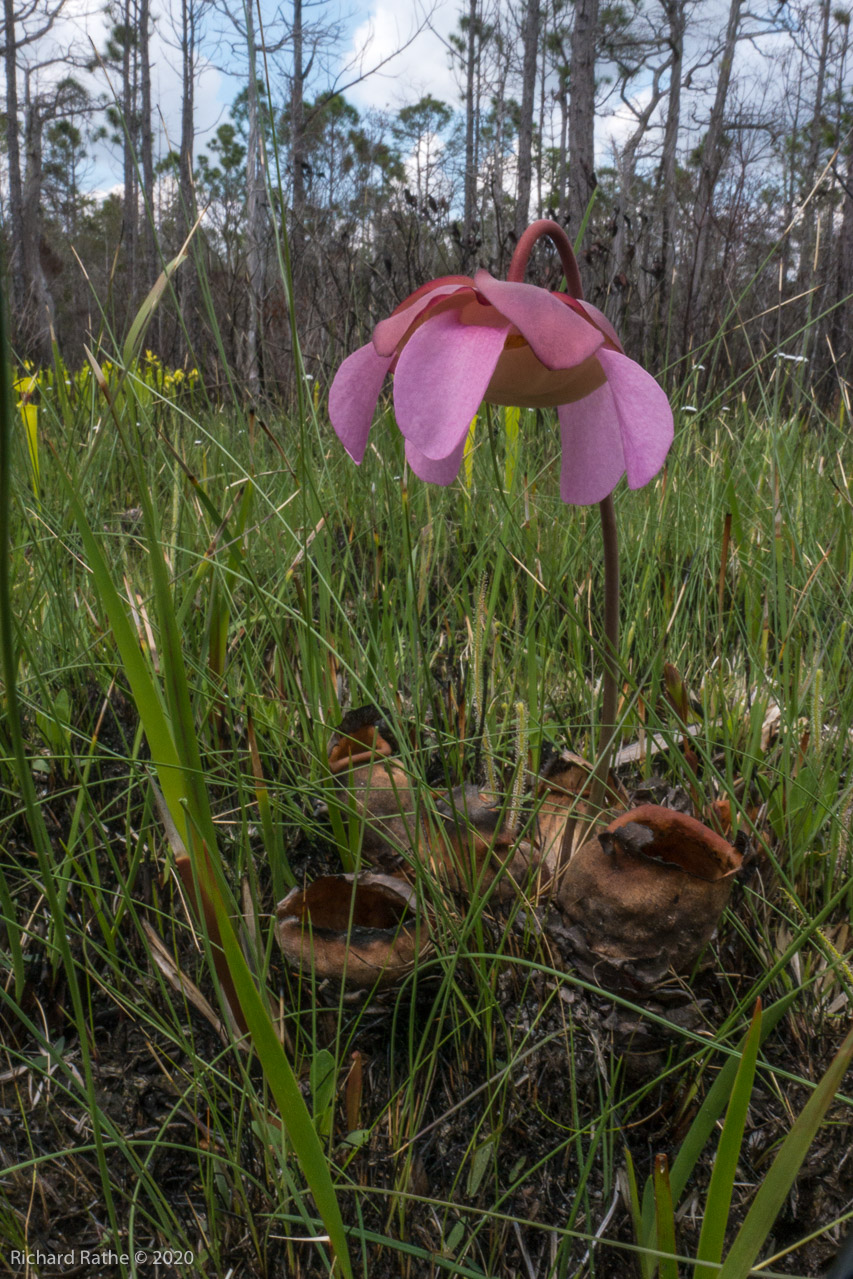 Purple Flower Pitcher Plant