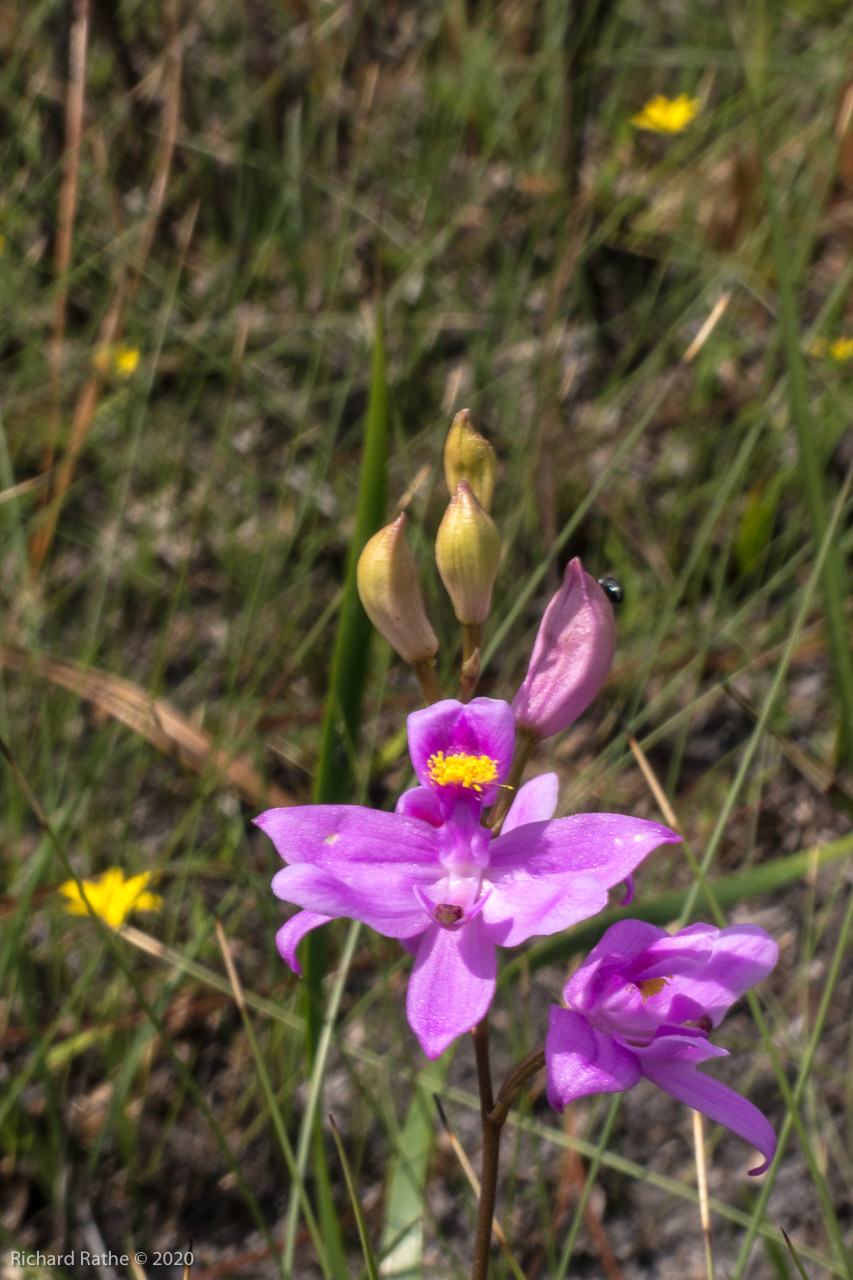 Grass Pink Orchid