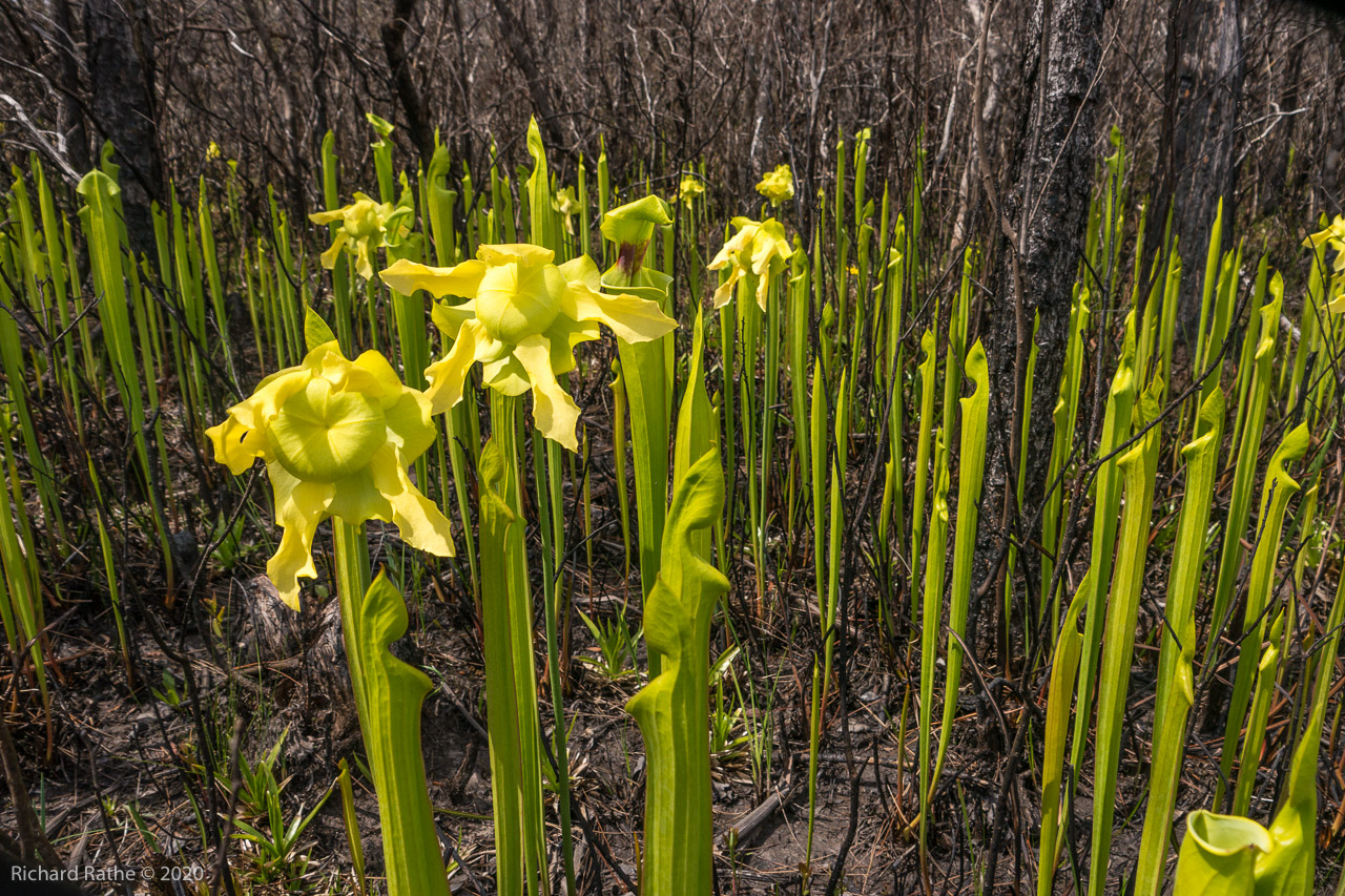 Trumpet-Leaf Pitcher Plant