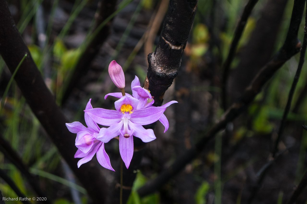 Grass Pink Orchid