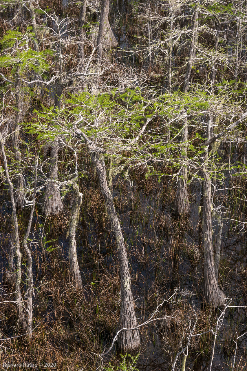 Tate's Hell Dwarf Cypress Boardwalk