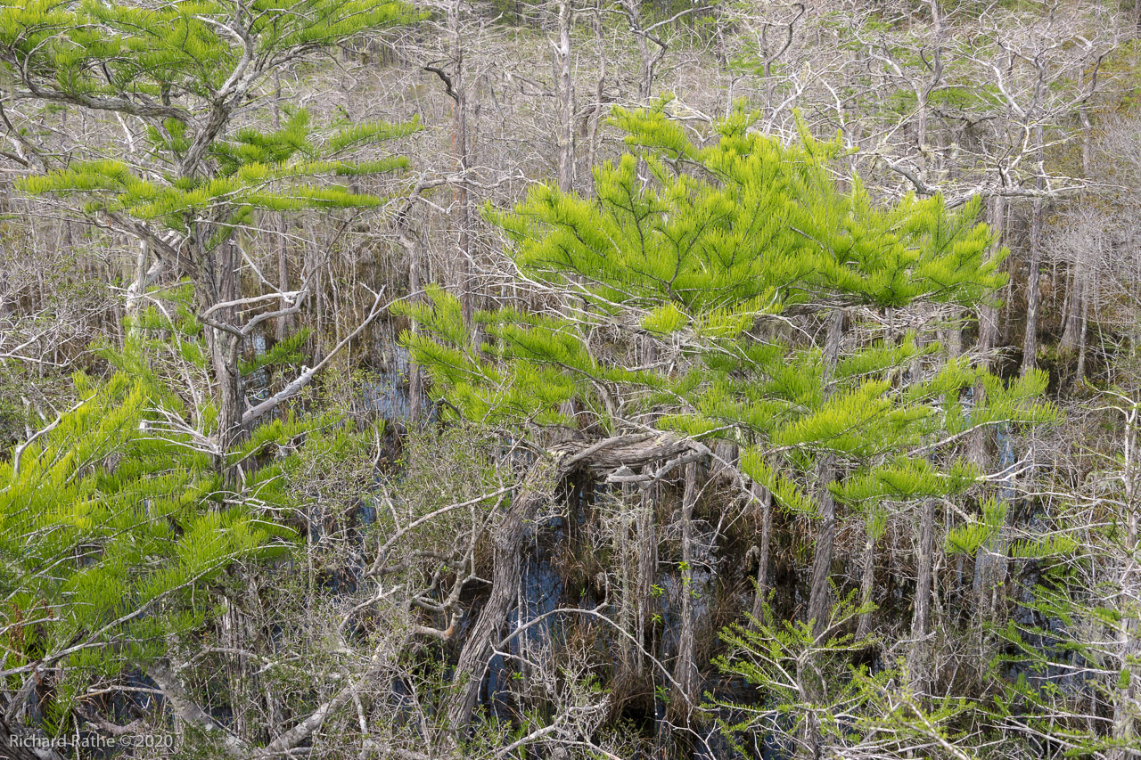 Tate's Hell Dwarf Cypress Boardwalk