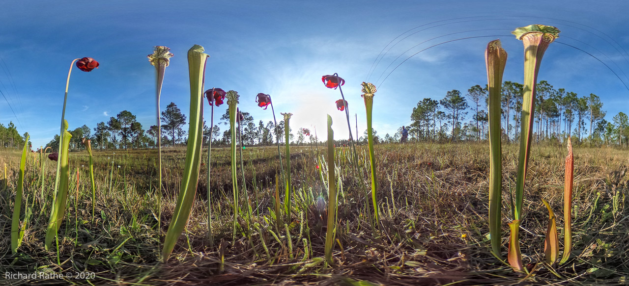 White-Top Pitcher Plant