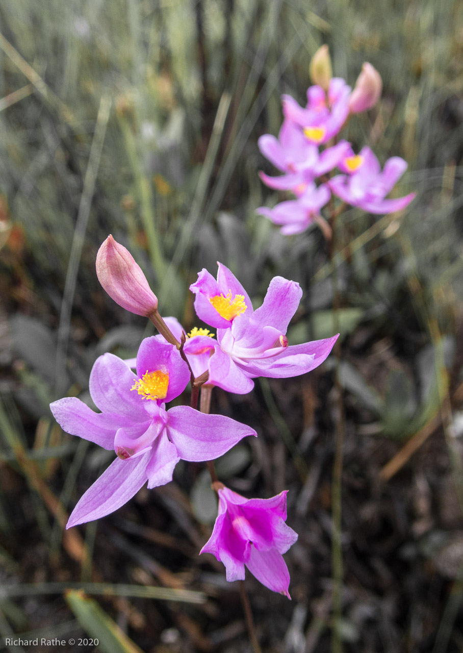 Grass Pink Orchid