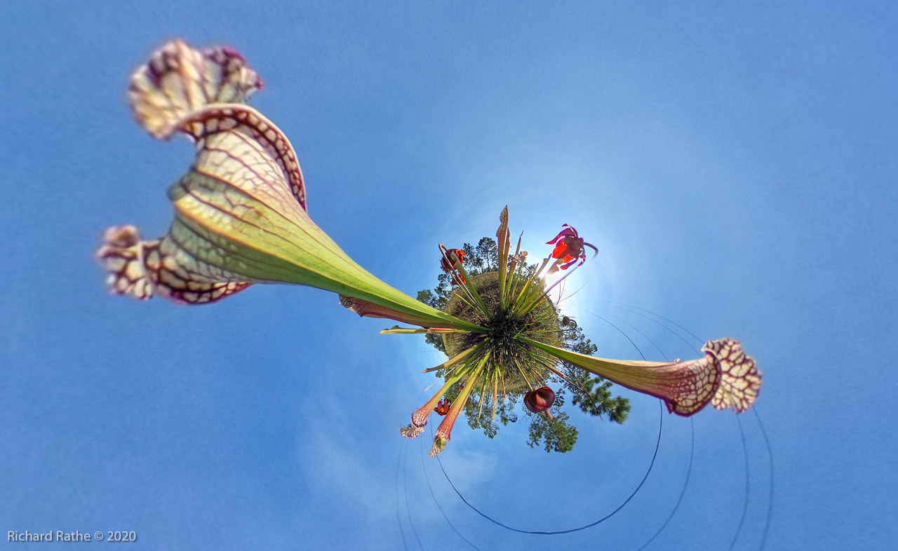 White-Top Pitcher Plant