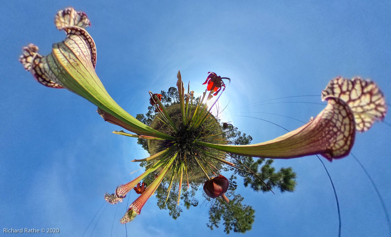 White-Top Pitcher Plant