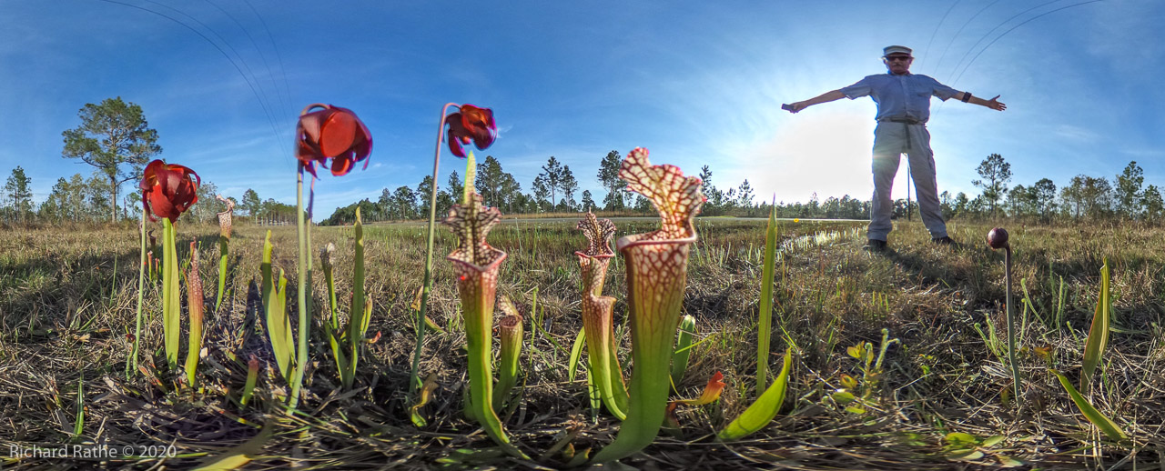 White-Top Pitcher Plant