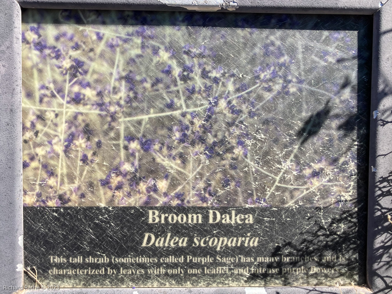 Broom Dalea