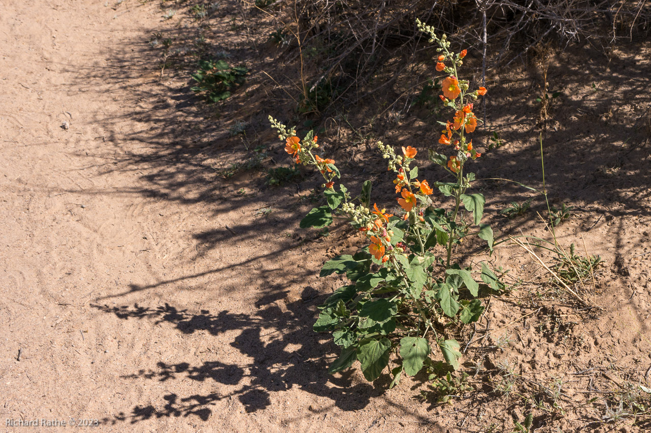 Emory's globemallow