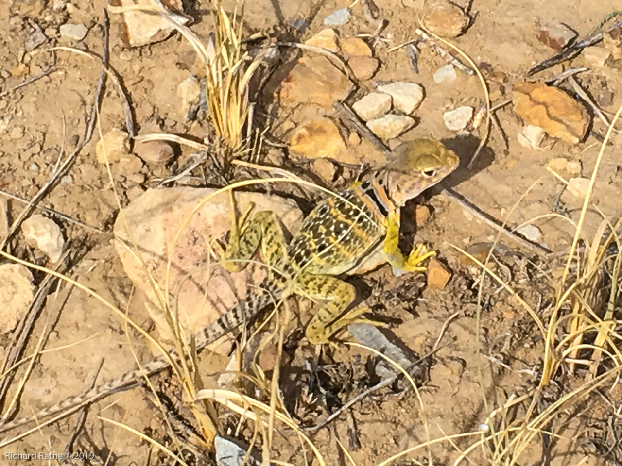 Collared Lizard