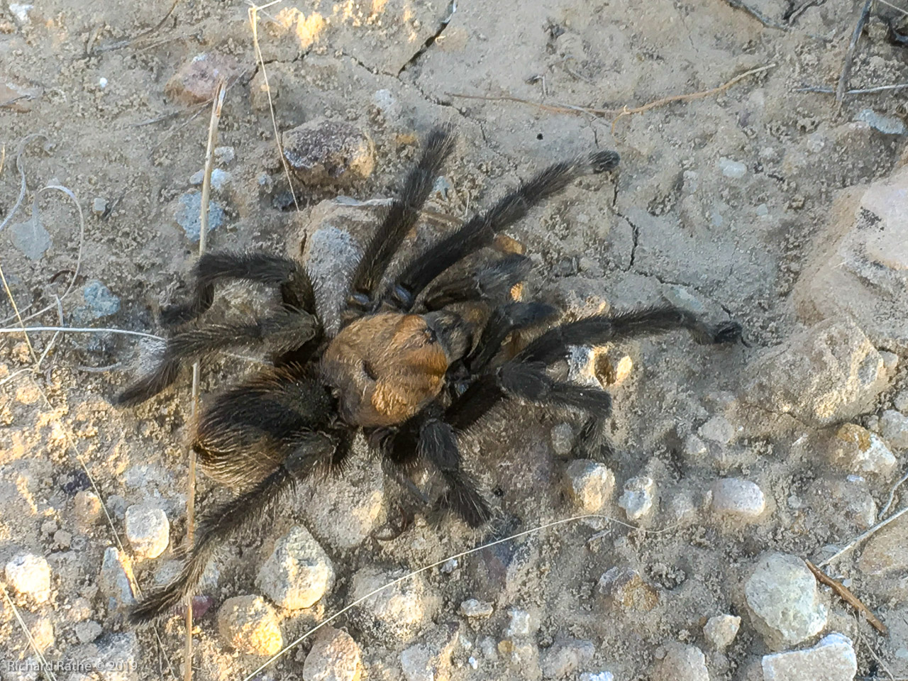 Desert Tarantula