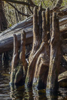 0035 Santa Fe River 