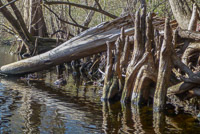 0036 Santa Fe River 