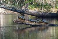 0038 Santa Fe River 