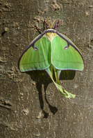 0043 Luna Moth Santa Fe River 
