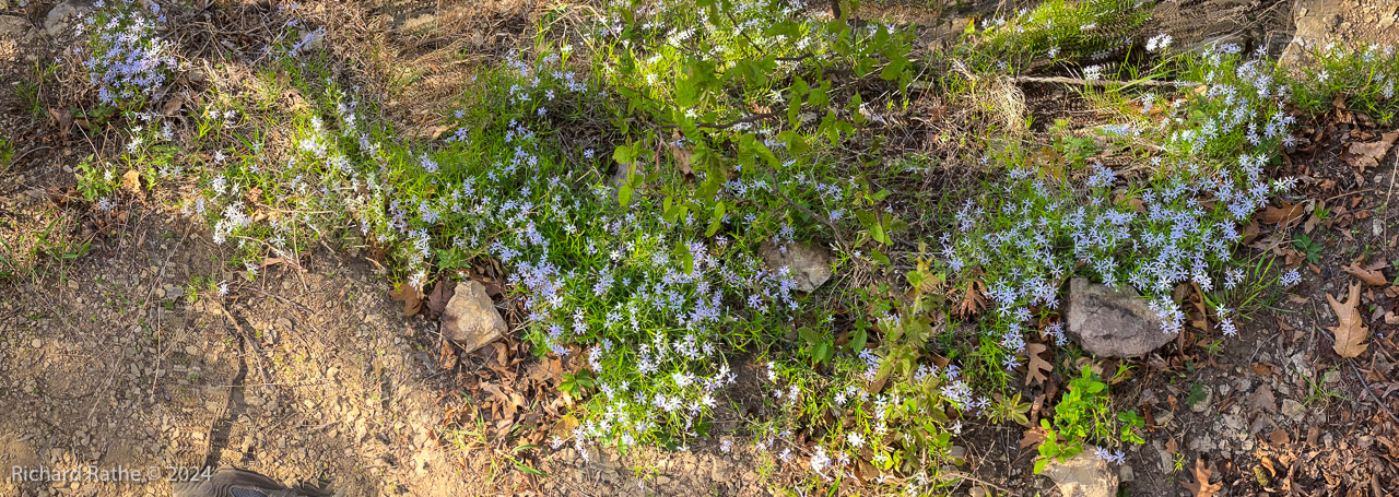 Cleft Phlox