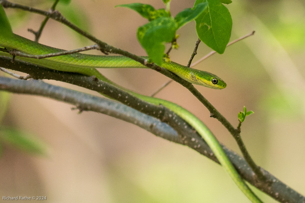 Green Tree Snake