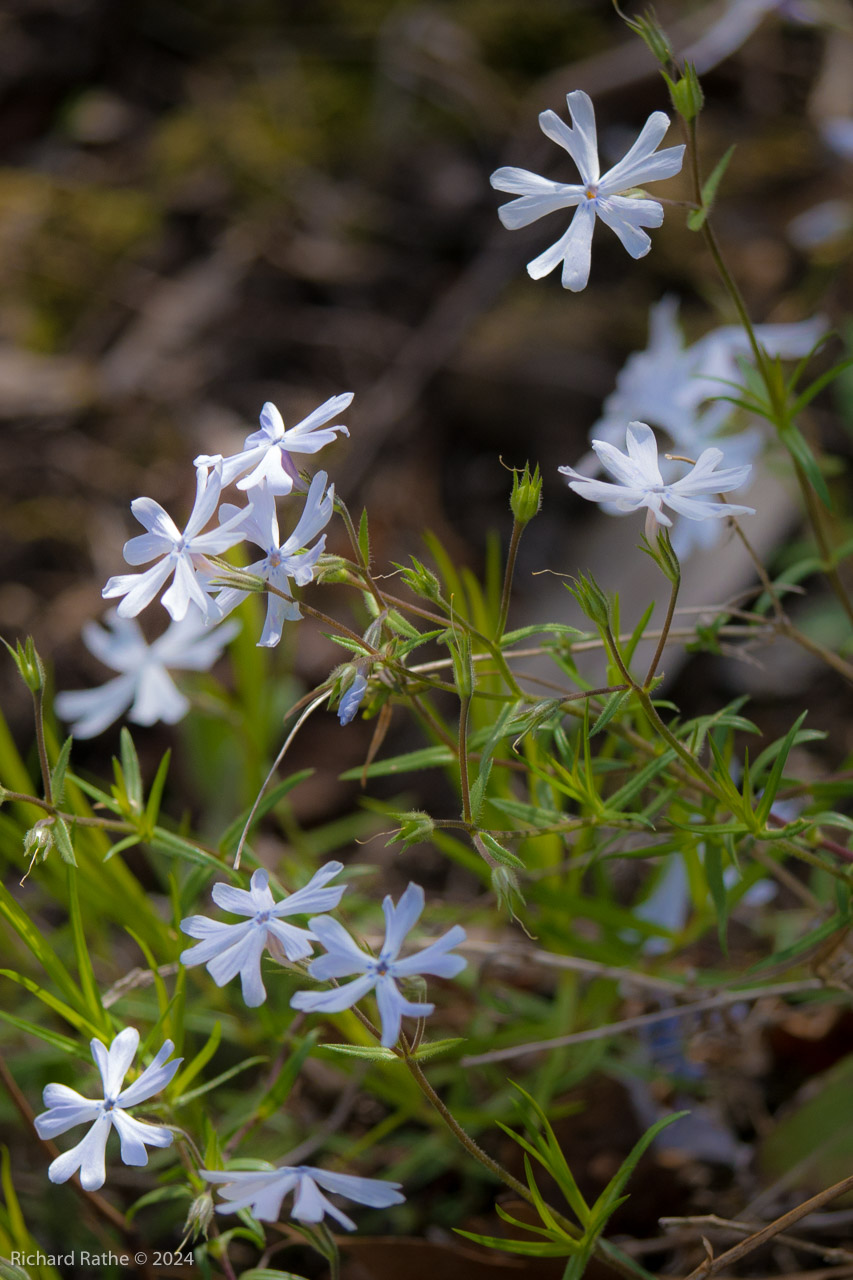 Cleft Phlox