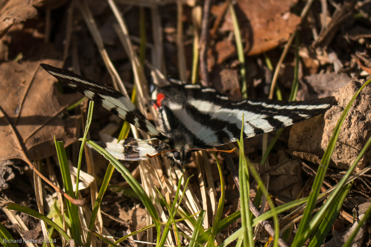 Zebra Swallowtail Butterfly