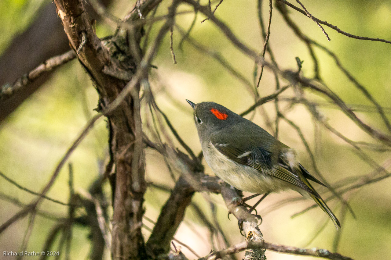 Ruby-Crowned Kinglet