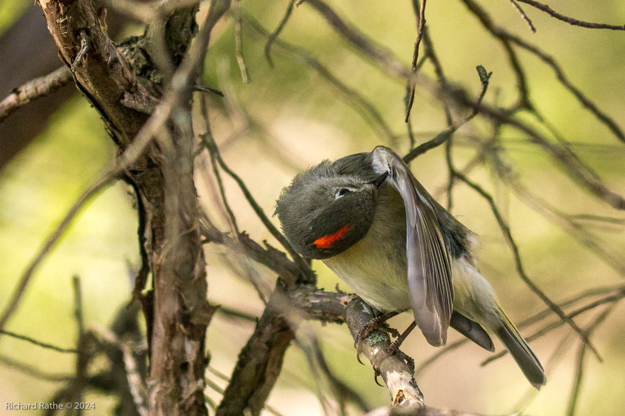 Ruby-Crowned Kinglet