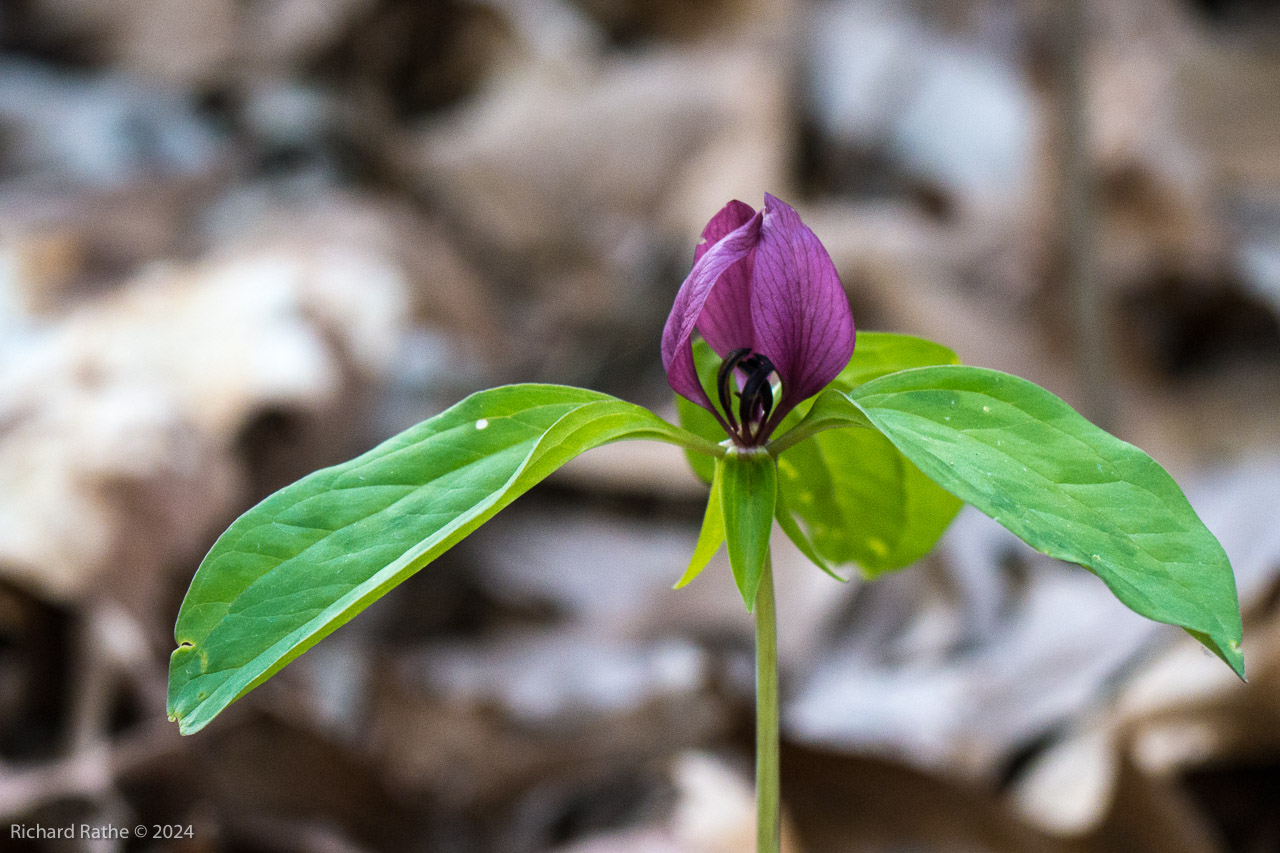 Red Trillium