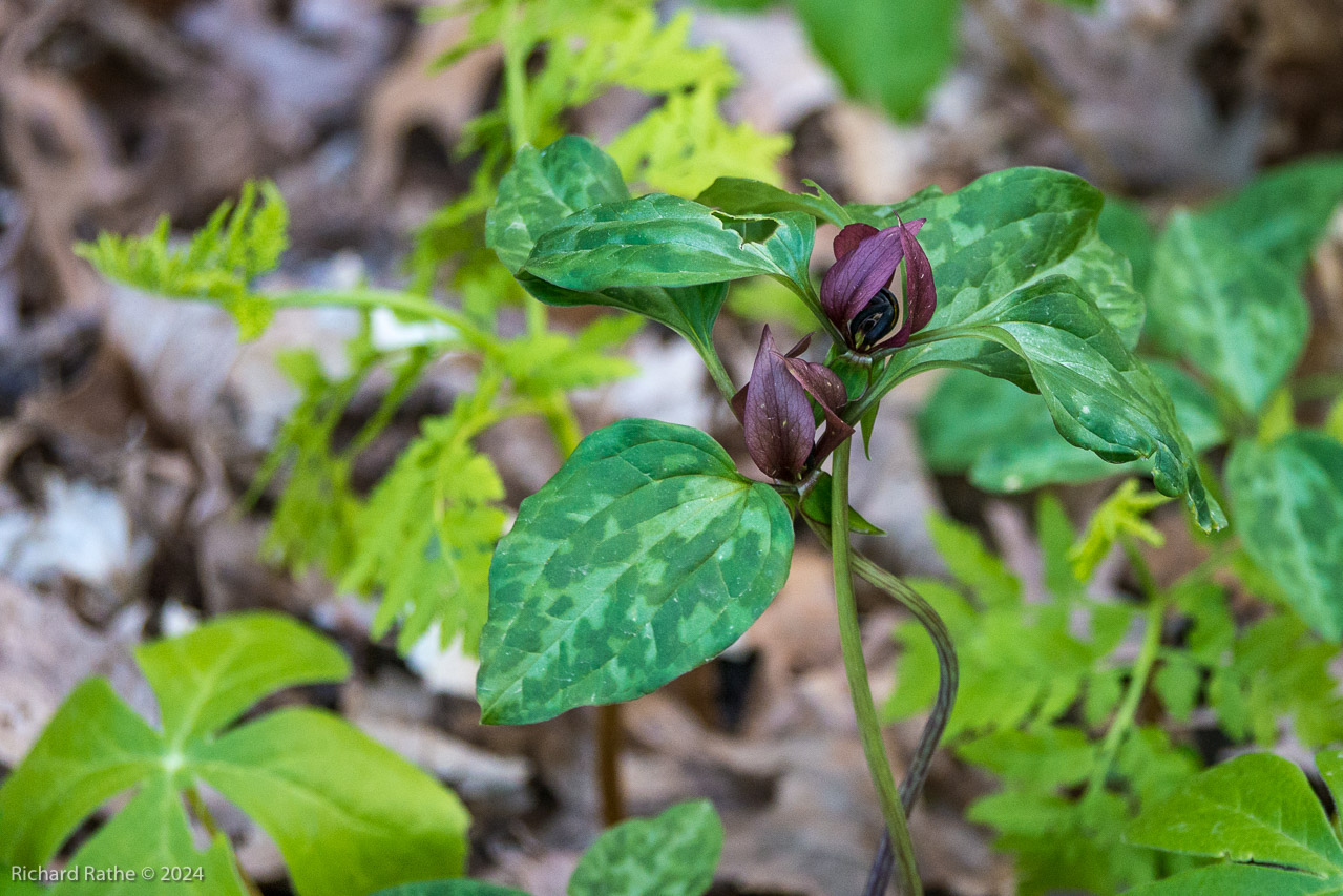 Red Trillium