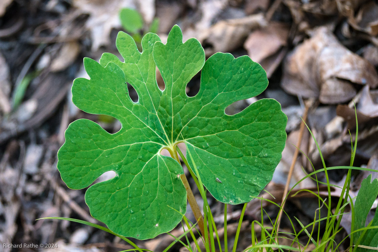 Bloodroot