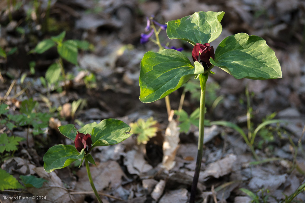 Red Trillium