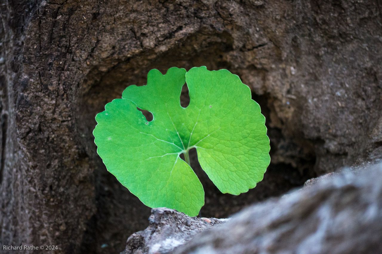 Bloodroot