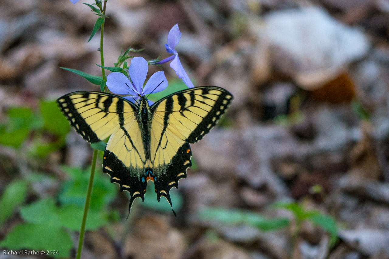 Swallow-Tailed Butterfly