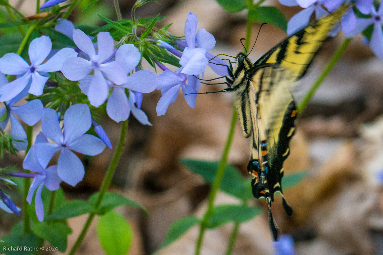 Swallow-Tailed Butterfly