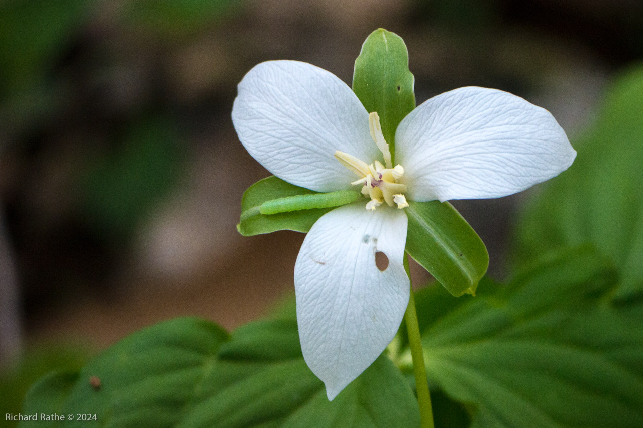 White Trillium