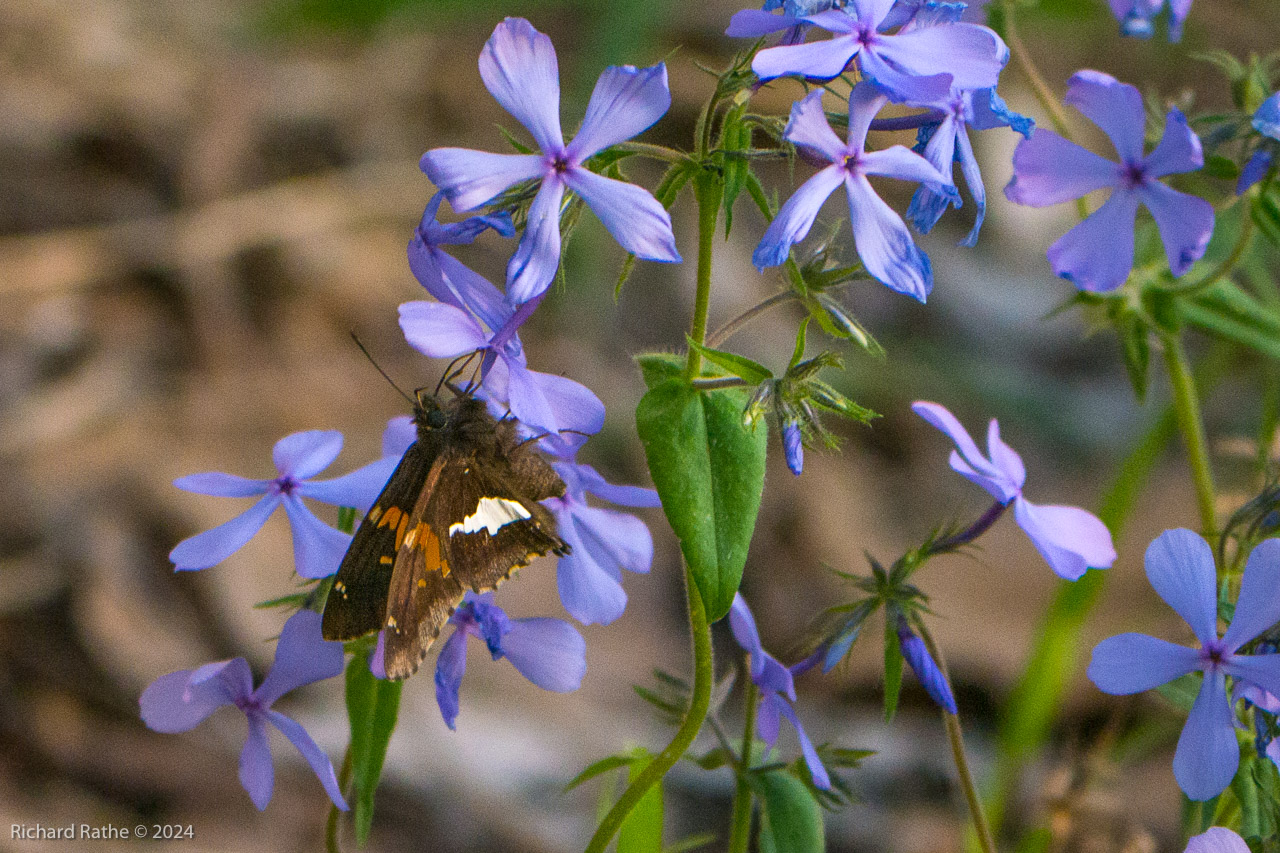 Silver-Spotted Skipper Butterfly