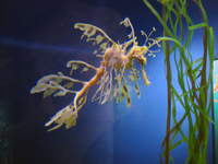 009 Sea Dragon4